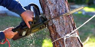 Best Leaf Removal  in Fairview Park, OH