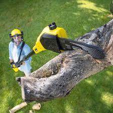 Best Tree Removal  in Fairview Park, OH