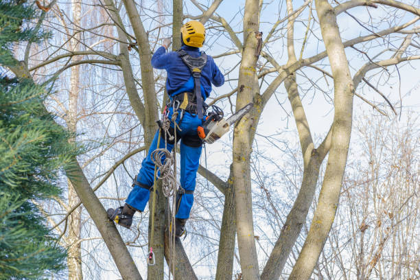 How Our Tree Care Process Works  in  Fairview Park, OH