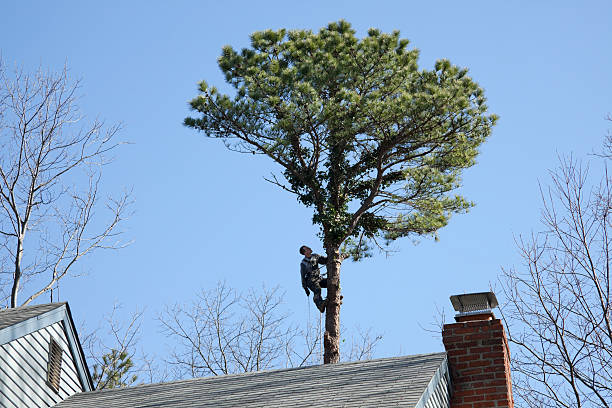 Fairview Park, OH Tree Care Company